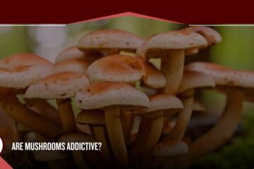 Are Mushrooms Addictive